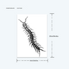 Centipede Temporary Tattoo Sticker | Waterproof | Lasts up to 15 Days | Semi-Permanent Look